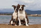 AMSTAFF  ADULT & PUPPIES 055